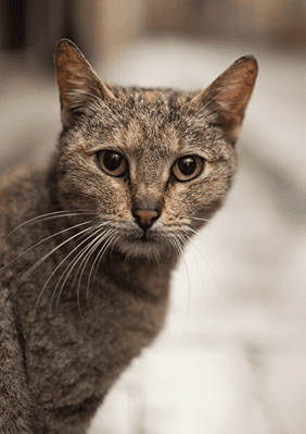 cat