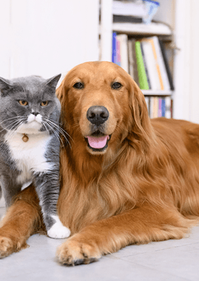 dog