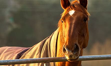 horse