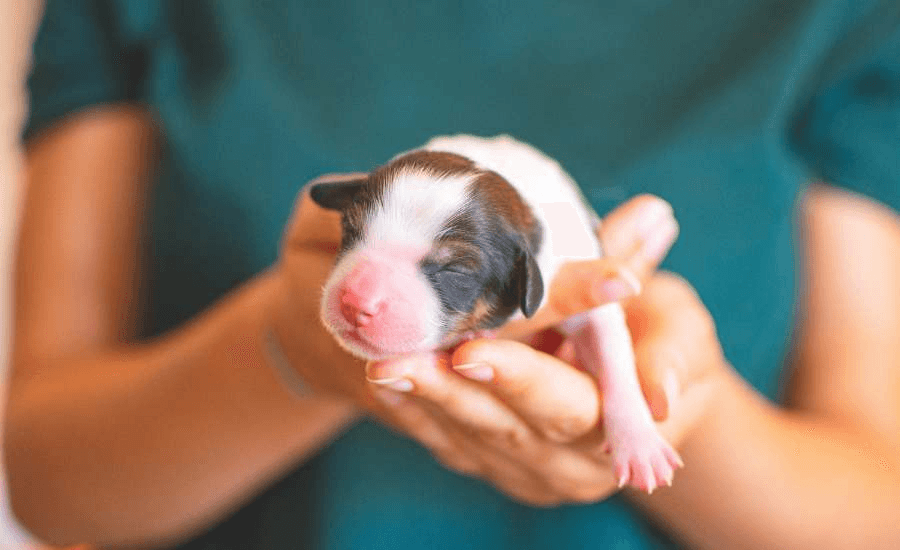 small-animal-