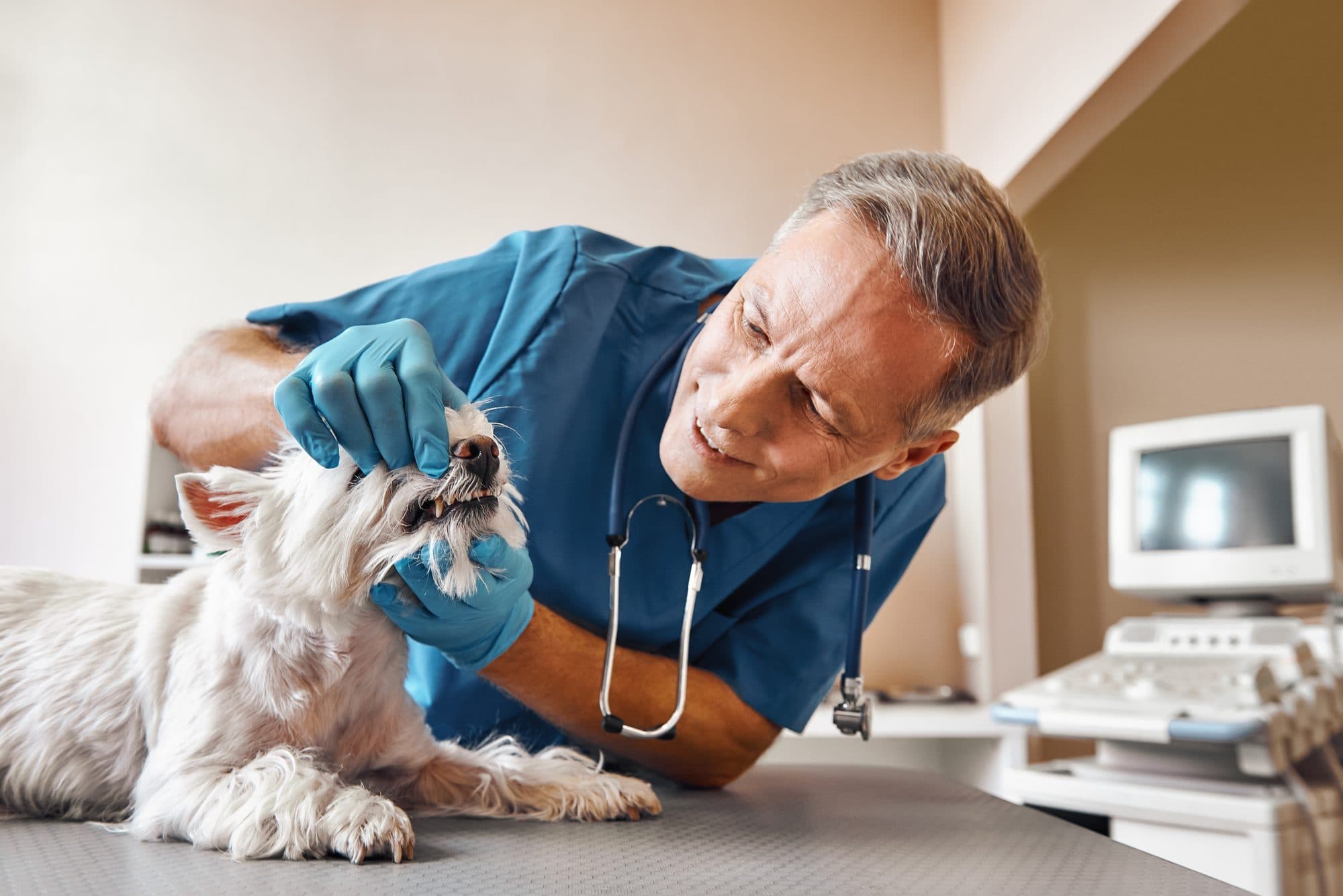Veterinarian examining a small dog in the clinic